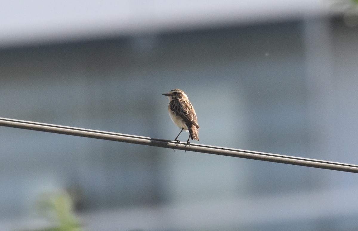 Whinchat - ML619020127
