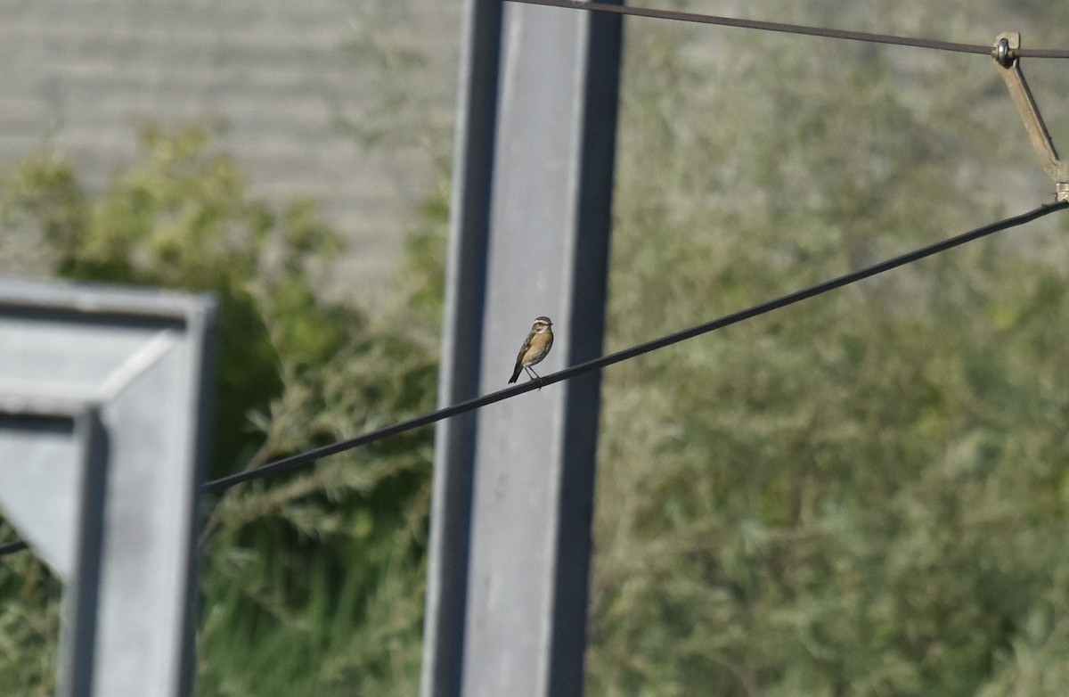 Whinchat - ML619020128