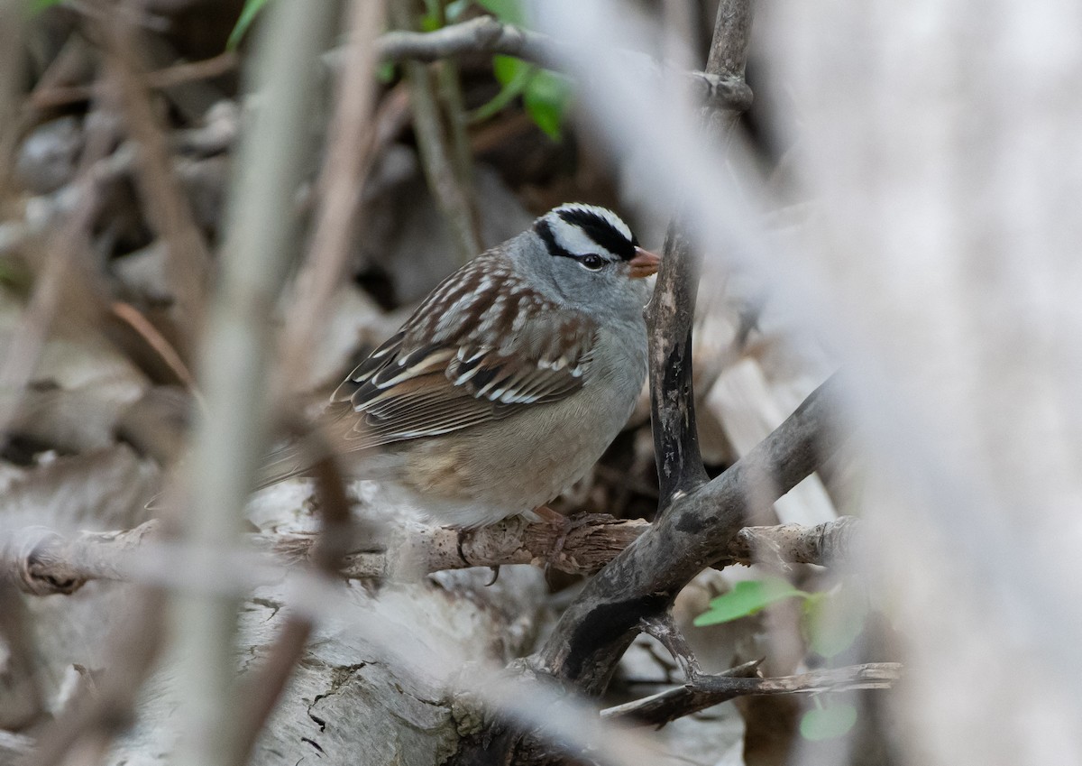 White-crowned Sparrow - ML619020143