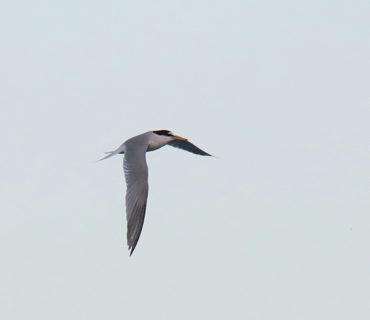 Little Tern - ML619020148