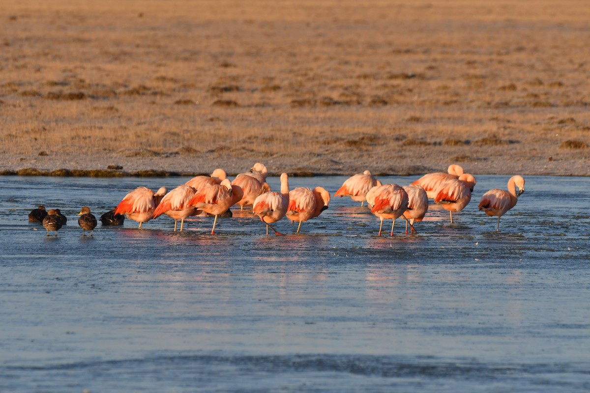 Chilean Flamingo - ML619020171