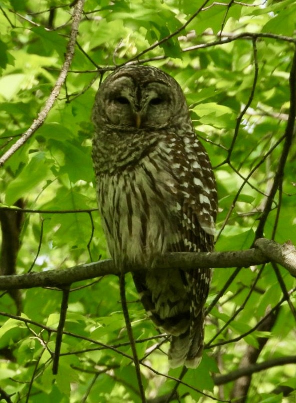 Barred Owl - Ellen Usher
