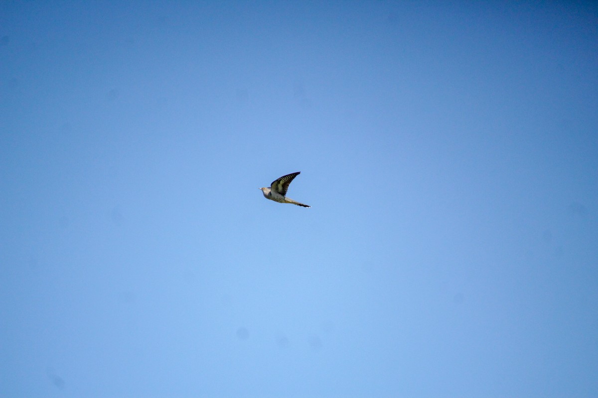 Common Cuckoo - Guillaume Calcagni