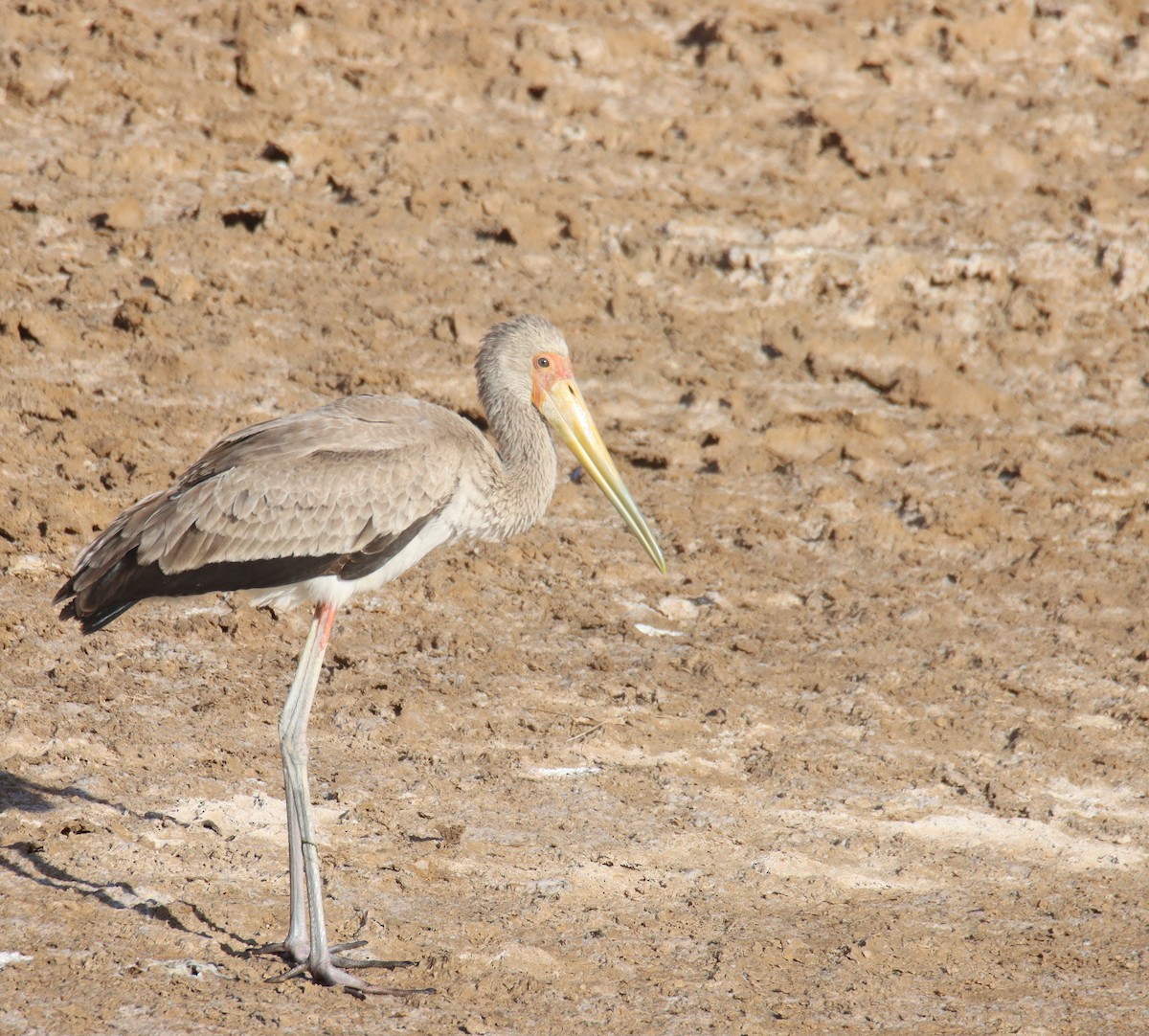 Yellow-billed Stork - ML619020221
