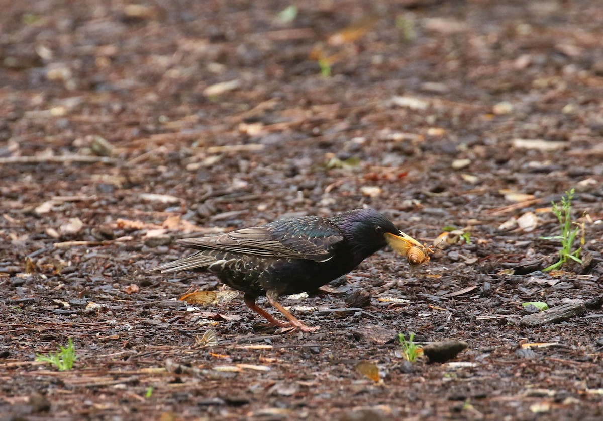 European Starling - Sujata roy