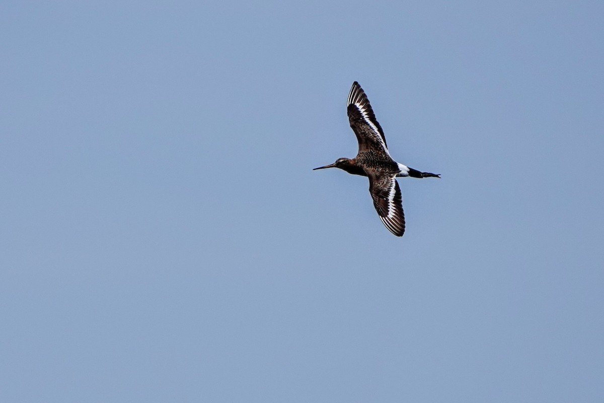 Black-tailed Godwit - ML619020262