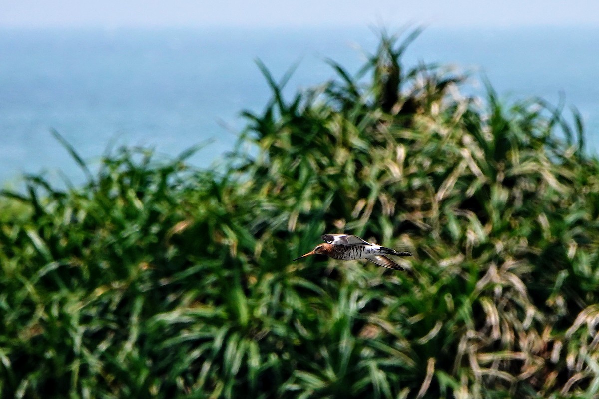 Black-tailed Godwit - Haofeng Shih