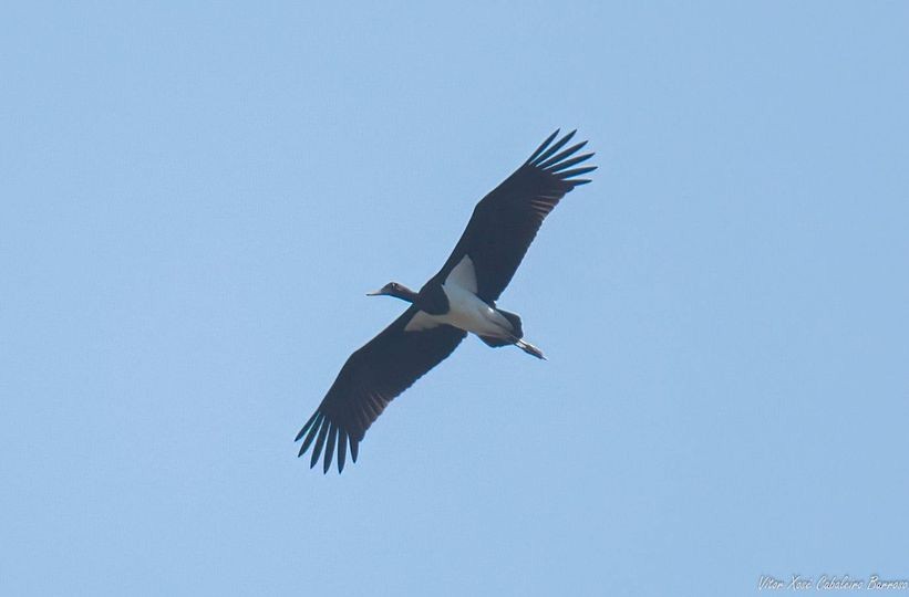 Black Stork - ML619020294