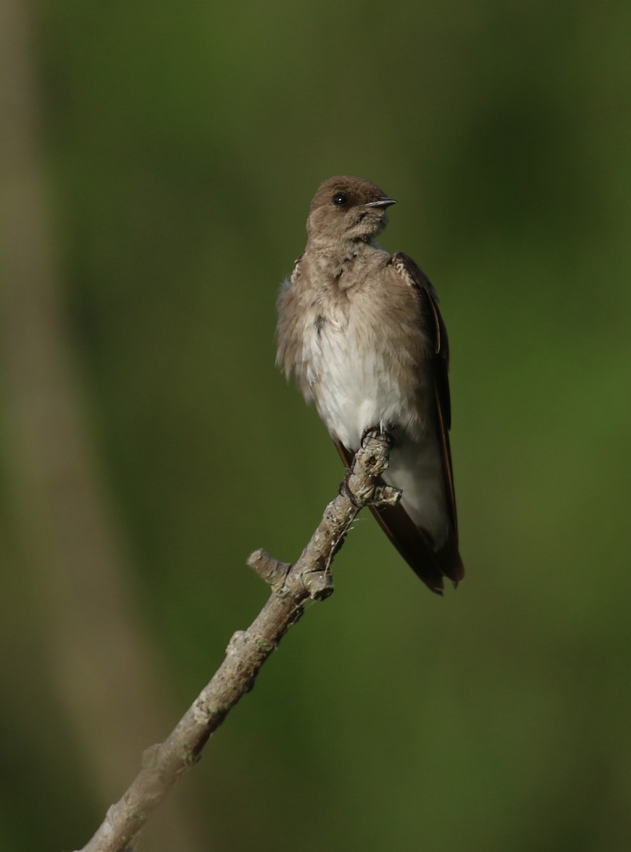 Northern Rough-winged Swallow - ML619020348