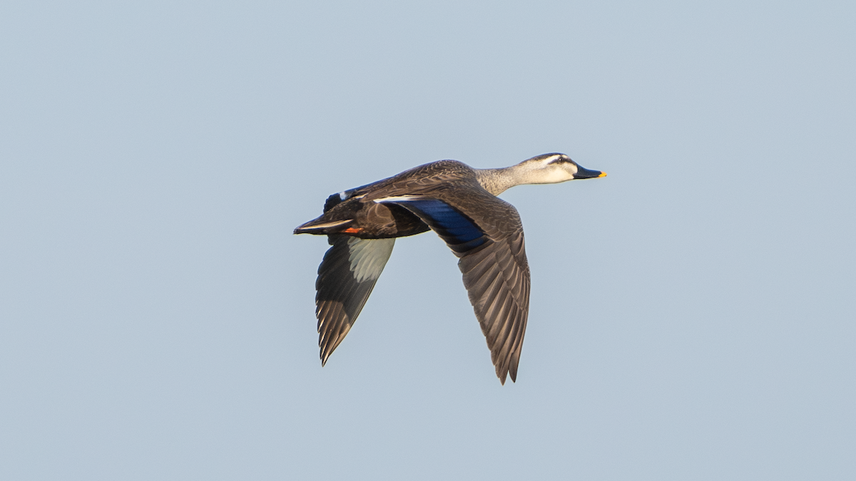 Eastern Spot-billed Duck - Xinsheng Wei