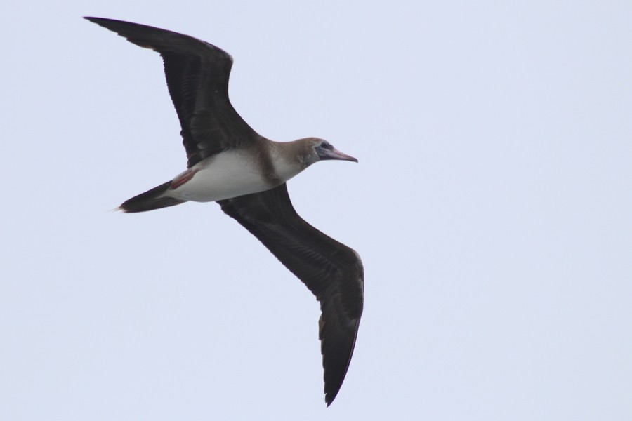 Red-footed Booby - ML619020379