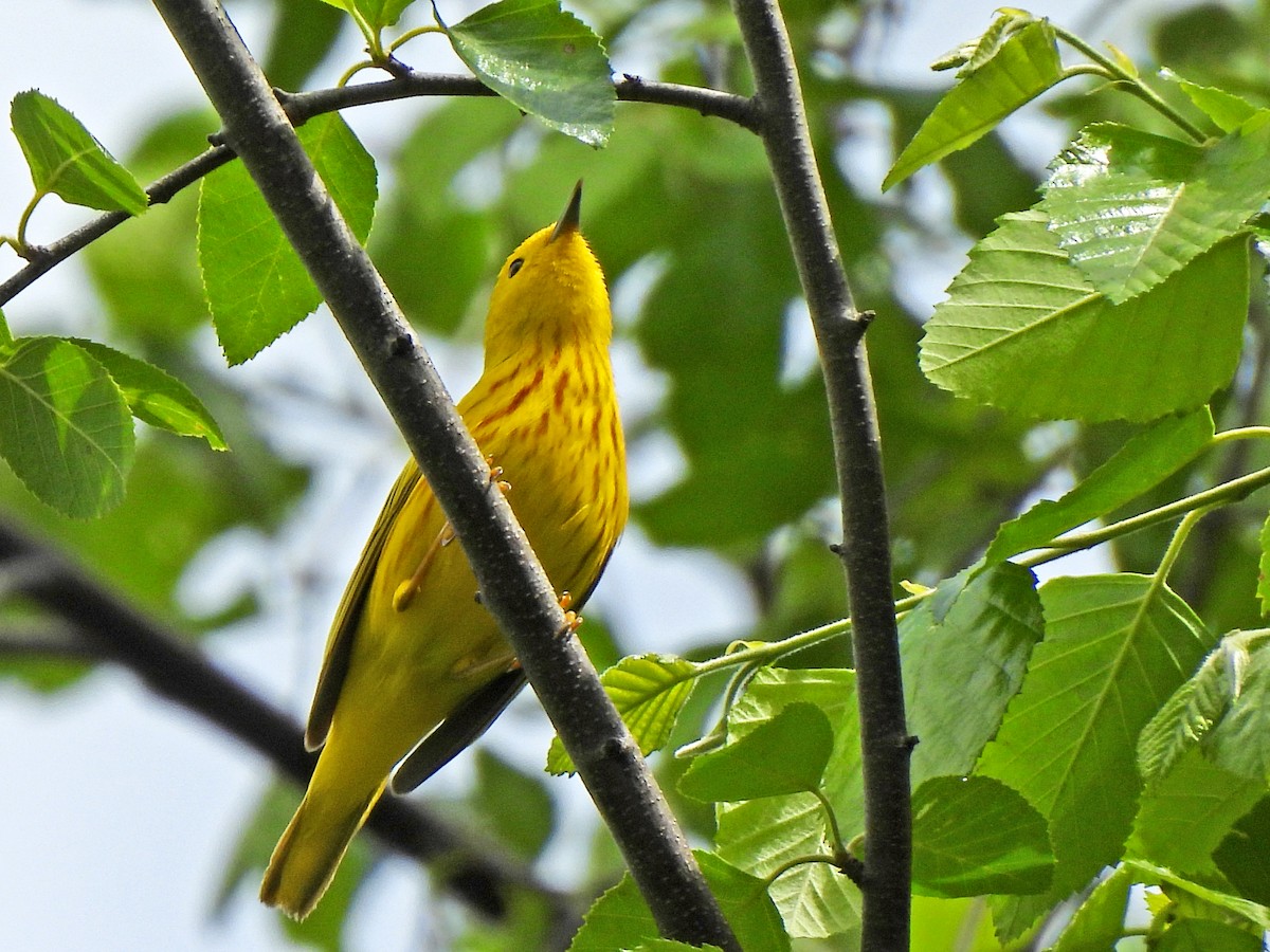 Yellow Warbler - ML619020381