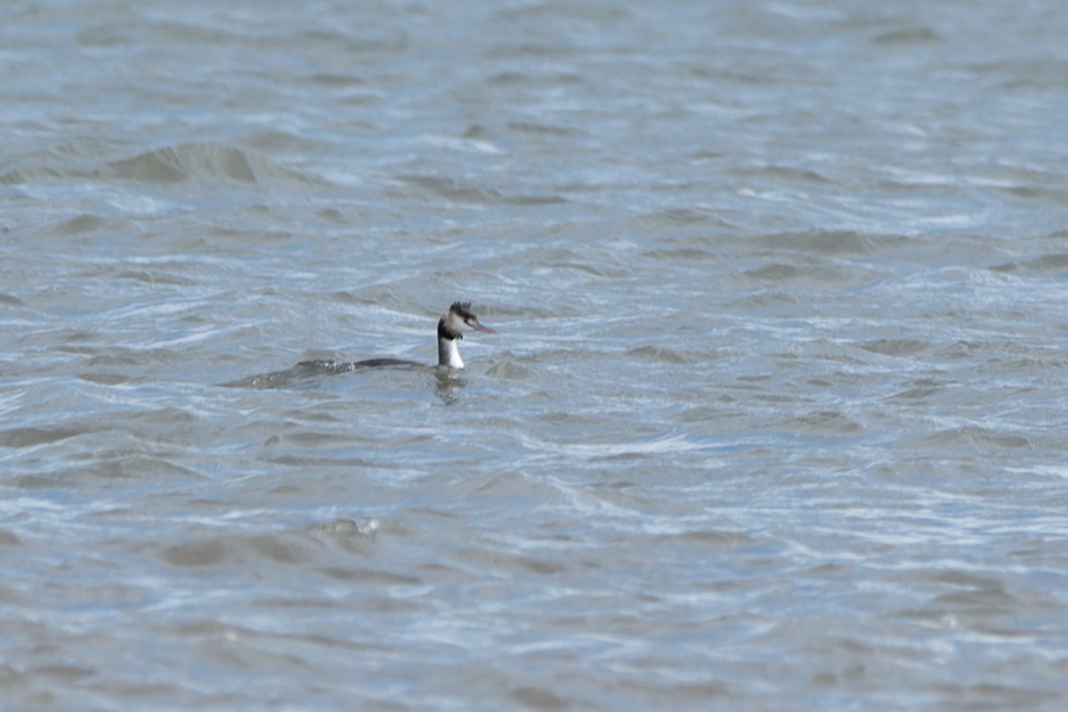 Great Crested Grebe - ML619020395