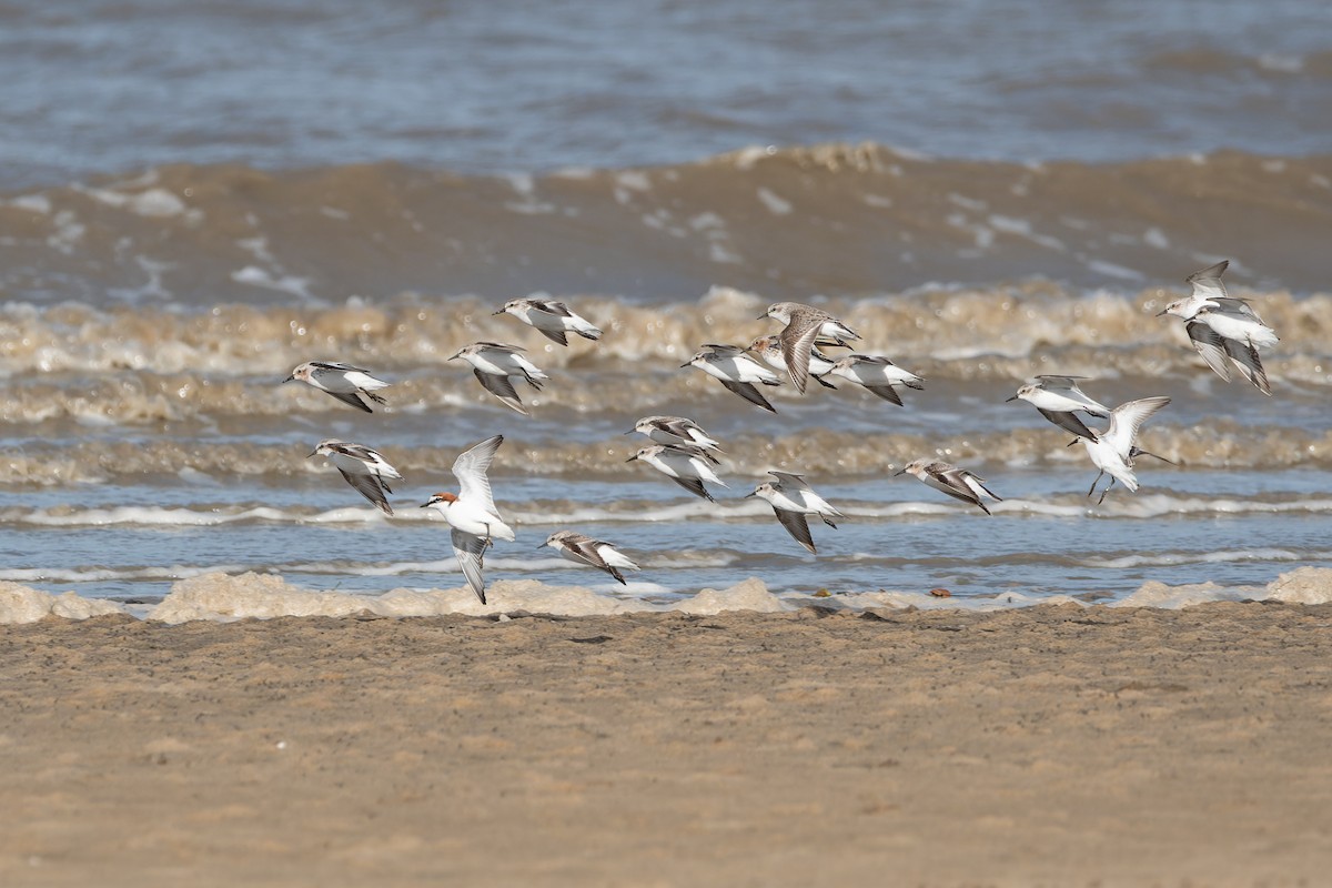 Red-necked Stint - Ian Melbourne