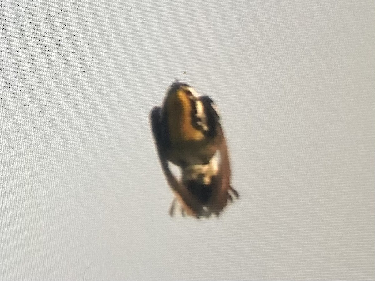 Yellow-throated Warbler - ML619020413