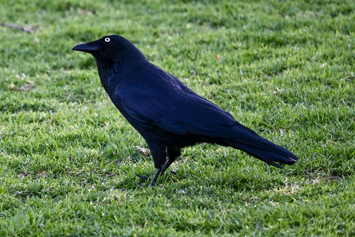 Australian Raven - ML619020414