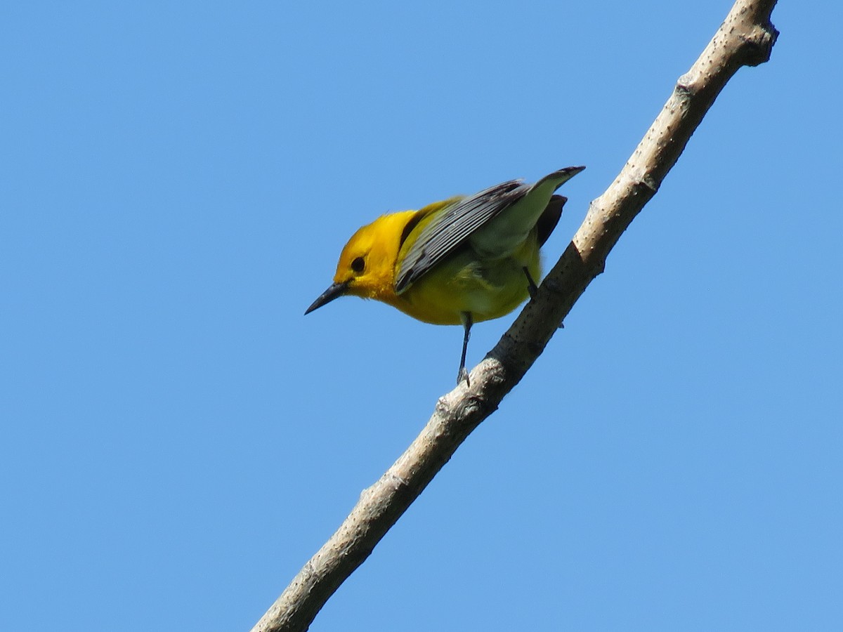Prothonotary Warbler - Valerie Crecco
