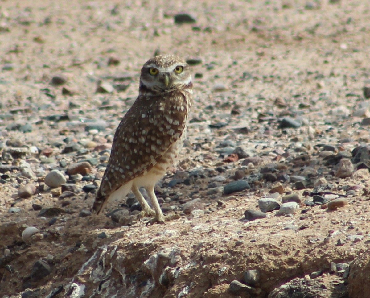 Burrowing Owl (Western) - ML619020459