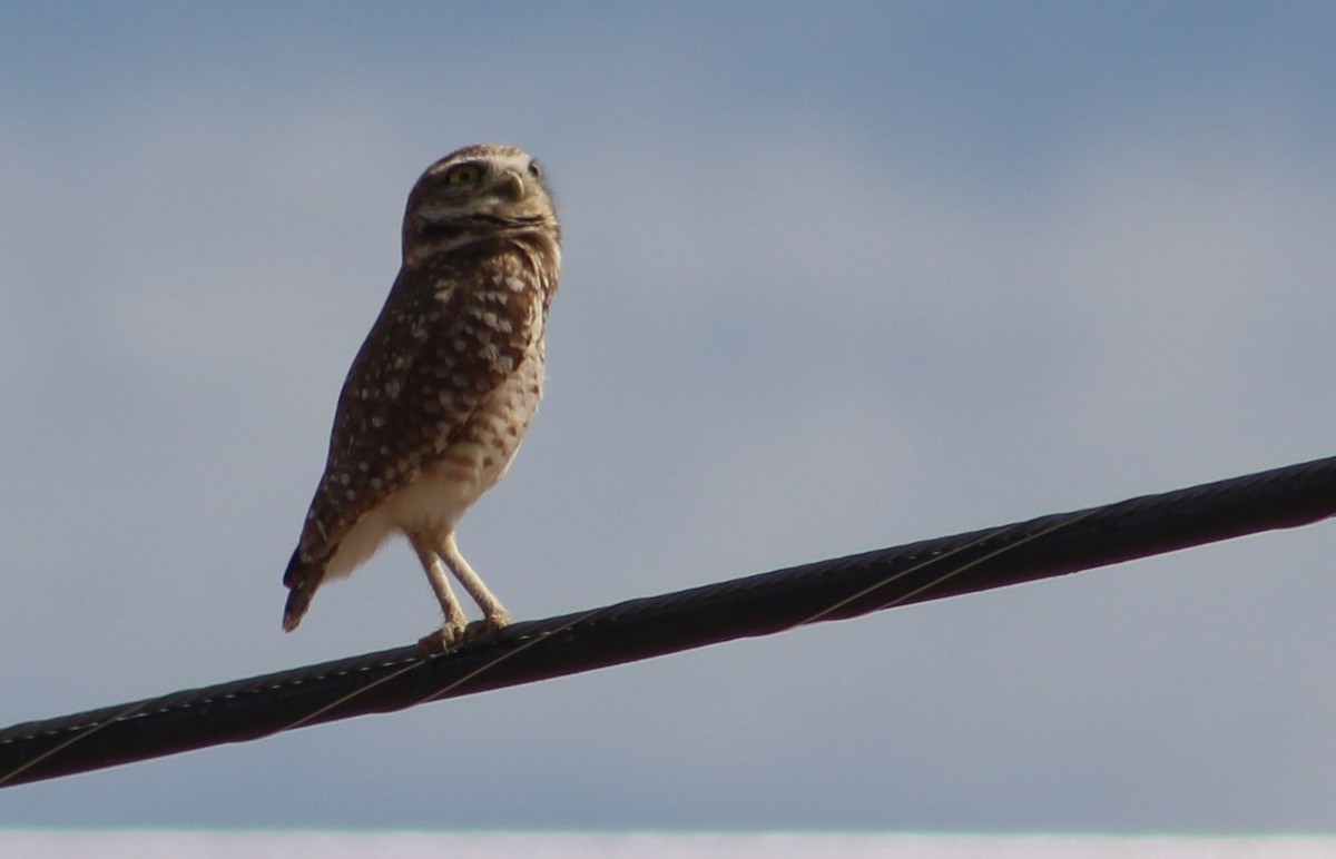 Burrowing Owl (Western) - ML619020461