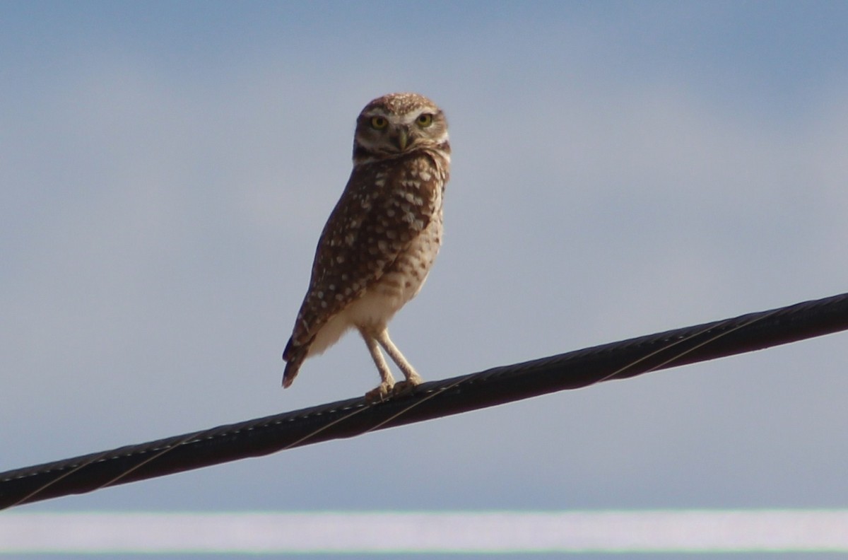 Burrowing Owl (Western) - ML619020462
