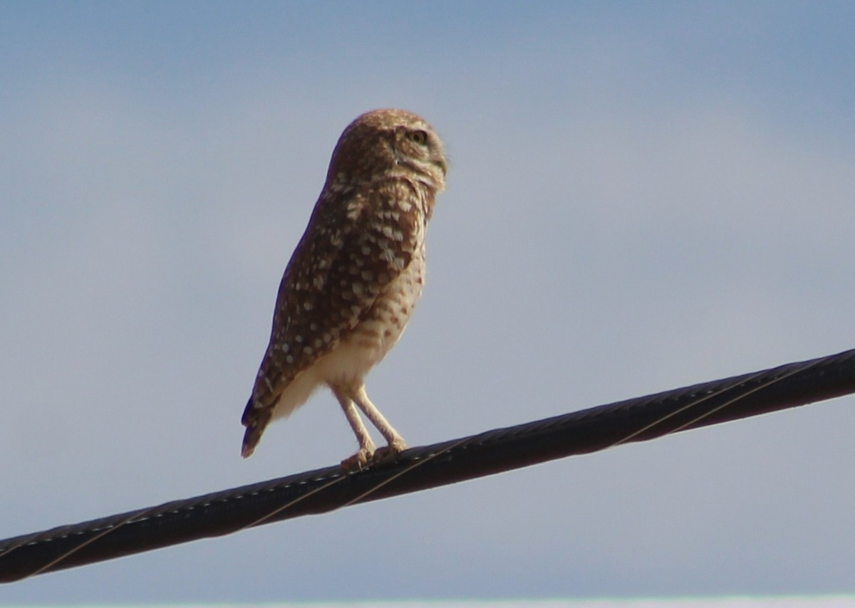 Burrowing Owl (Western) - ML619020463