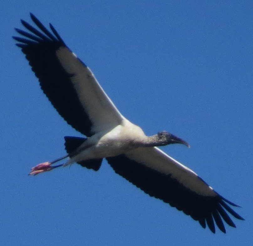 Wood Stork - ML619020492