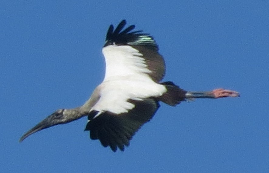 Wood Stork - ML619020496