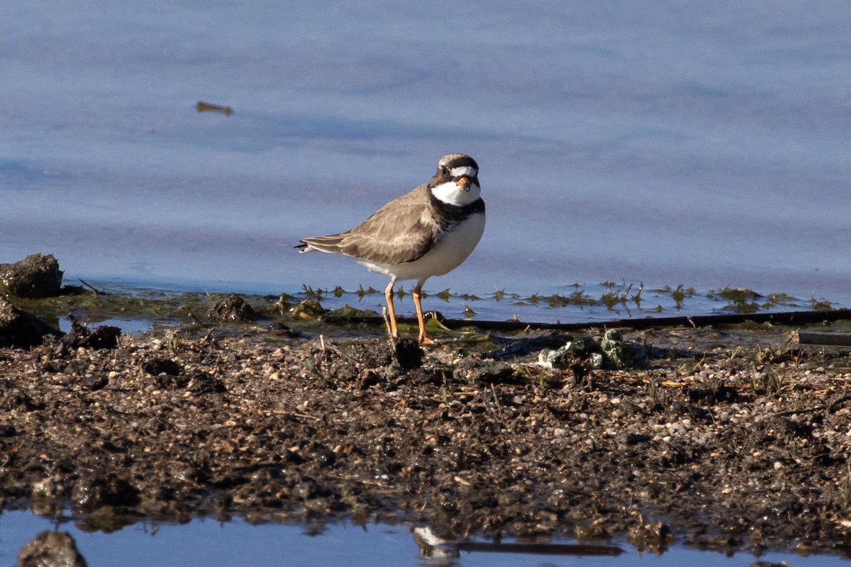 Semipalmated Plover - ML619020497
