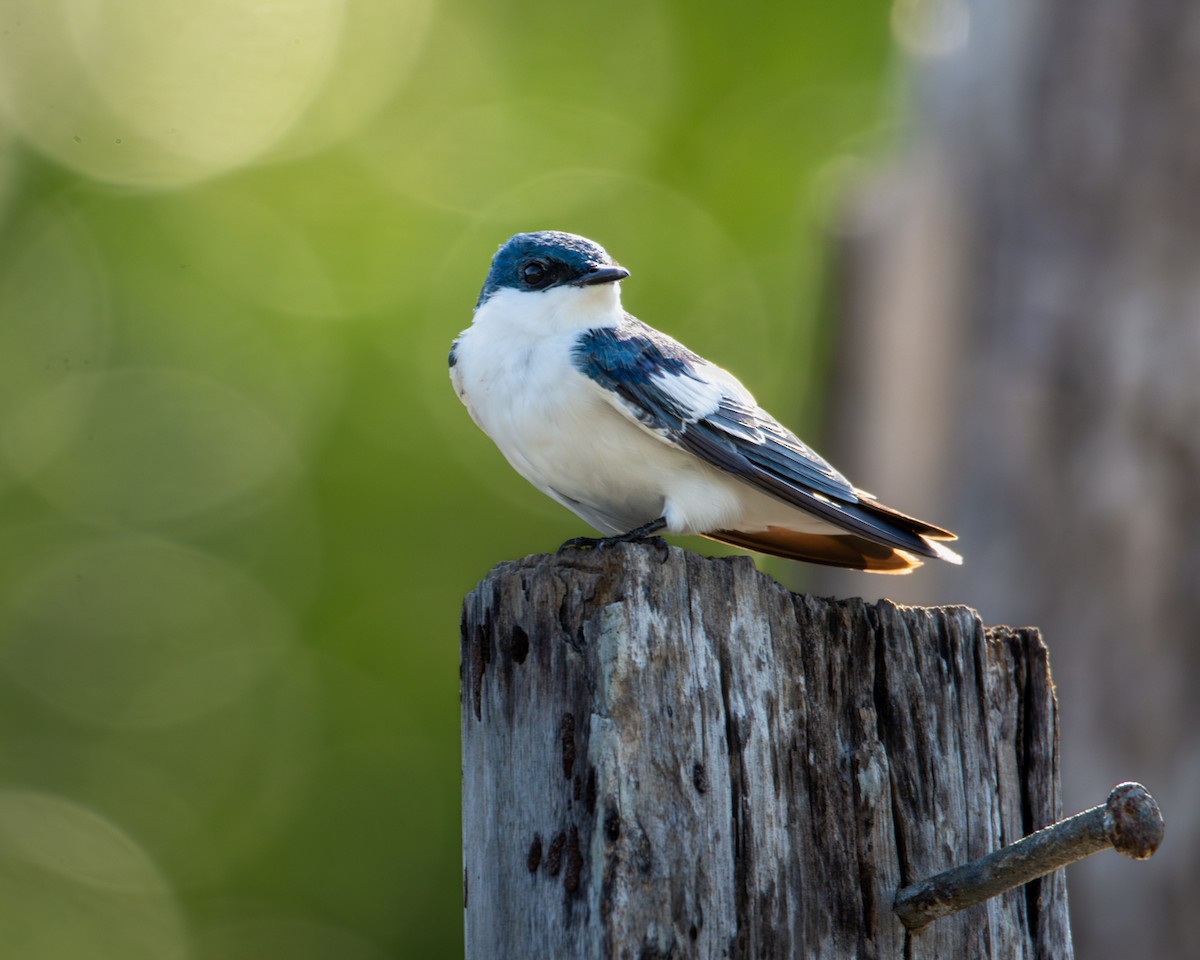 White-winged Swallow - ML619020529