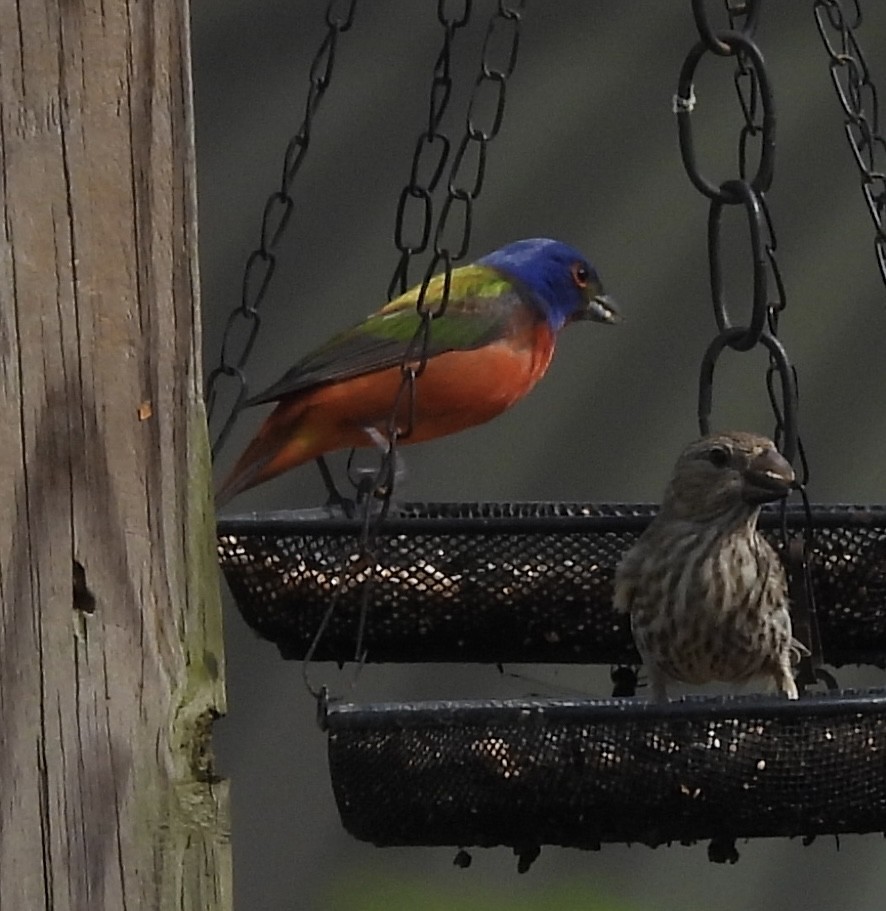 Painted Bunting - ML619020558