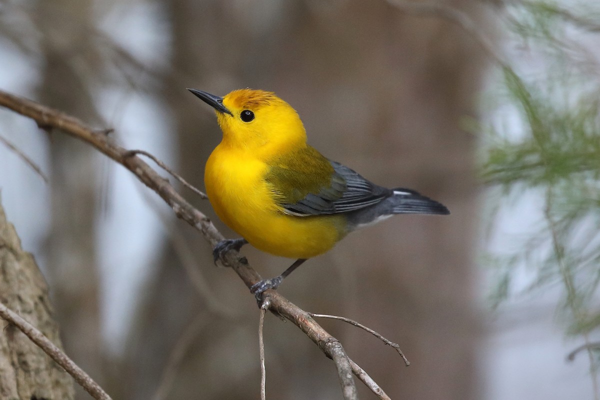 Prothonotary Warbler - ML619020573