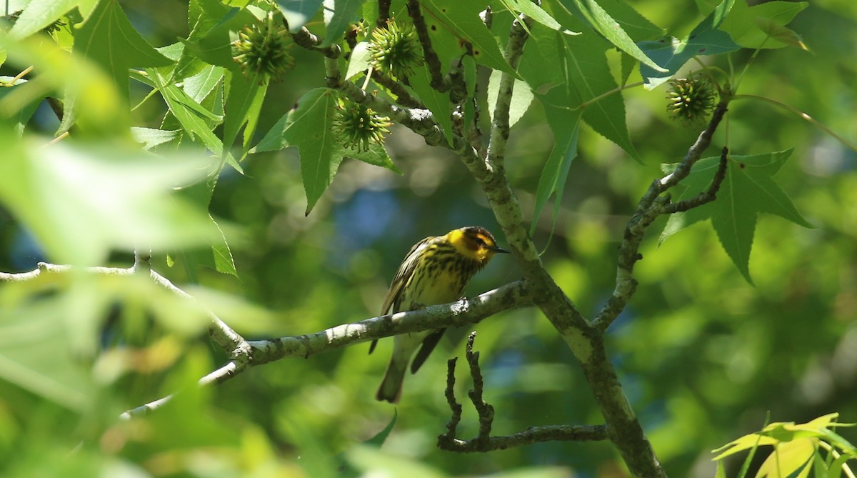 Cape May Warbler - Sujata roy