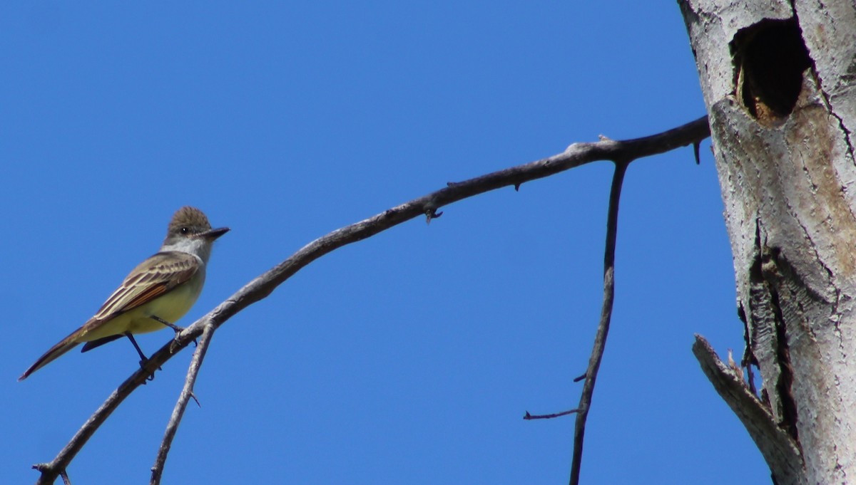 Brown-crested Flycatcher (Arizona) - Tommy DeBardeleben