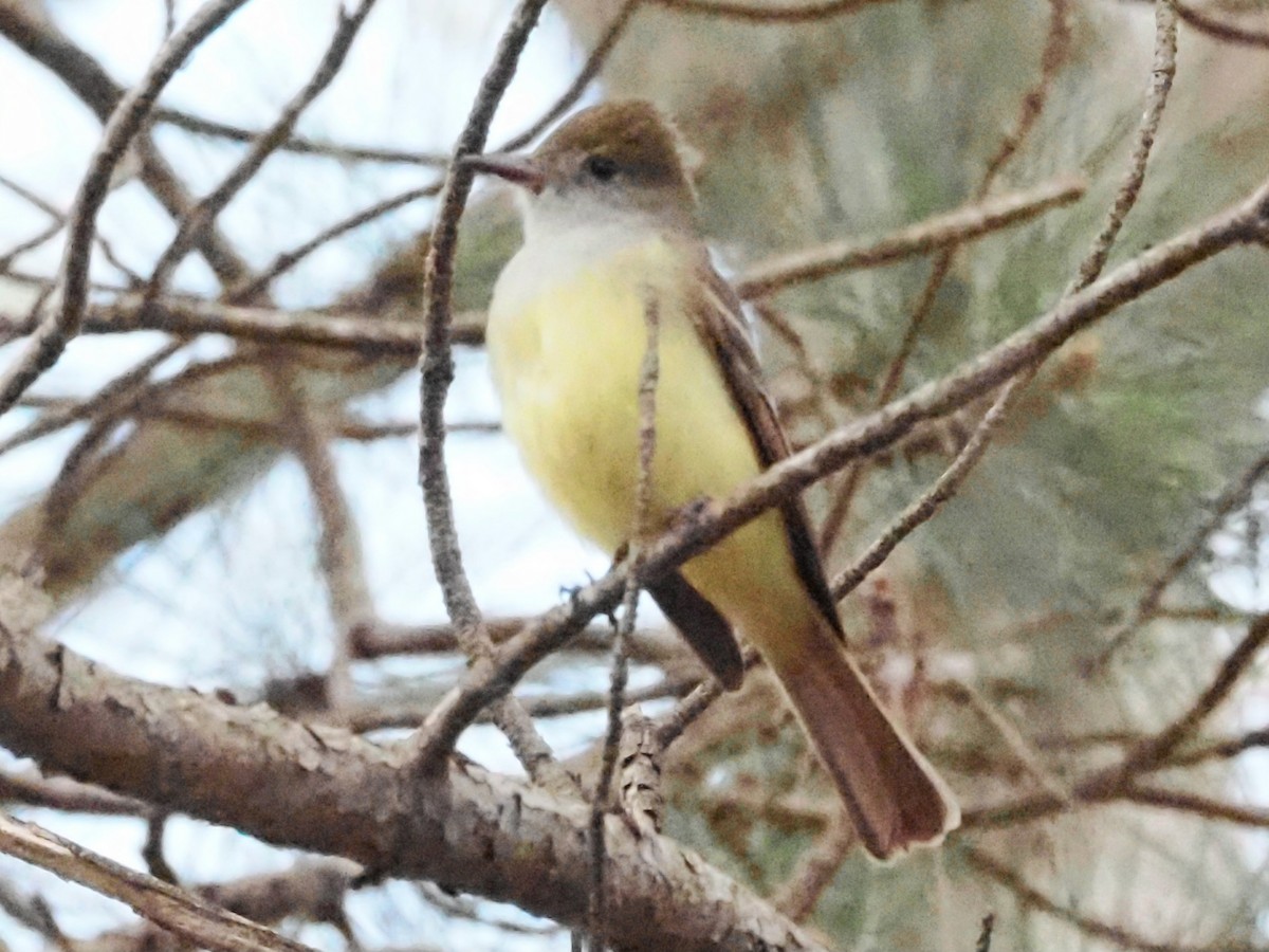 Great Crested Flycatcher - ML619020596