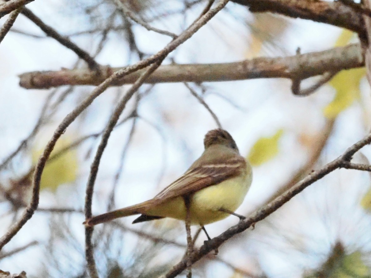 Great Crested Flycatcher - ML619020597