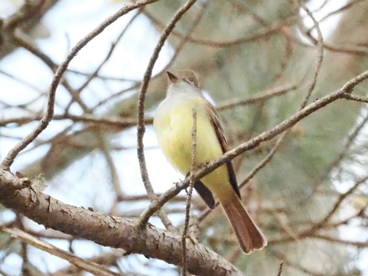 Great Crested Flycatcher - ML619020598