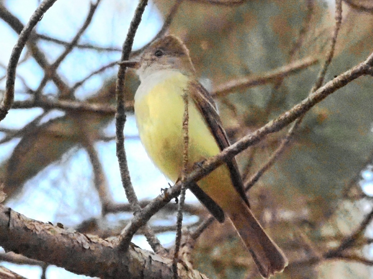 Great Crested Flycatcher - ML619020600
