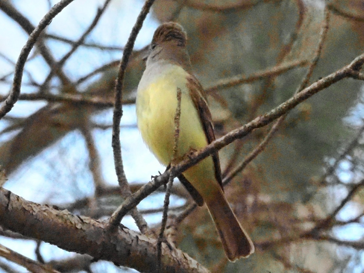 Great Crested Flycatcher - ML619020601