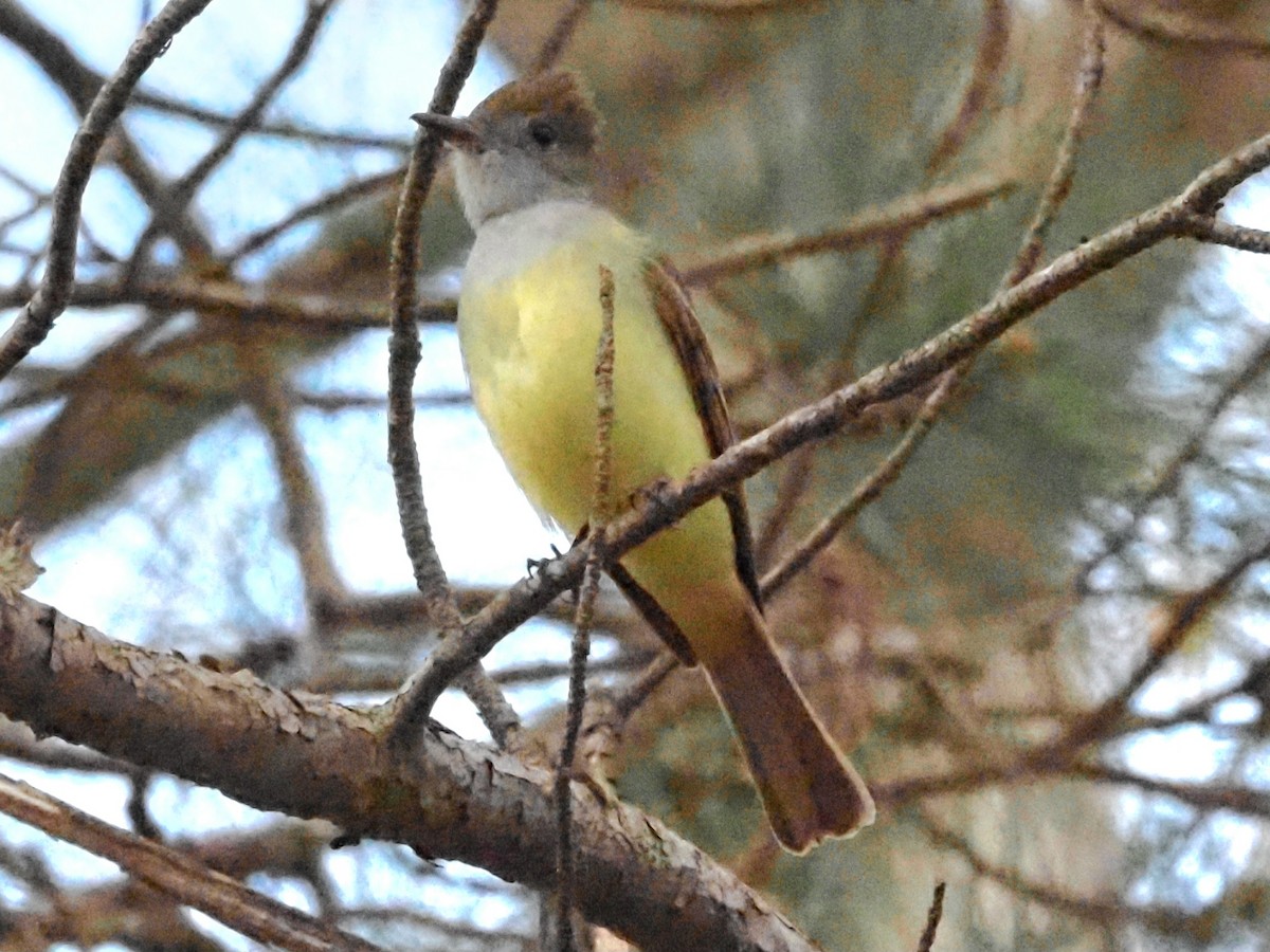 Great Crested Flycatcher - ML619020603