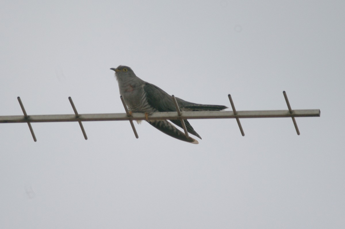 Common Cuckoo - ML619020618