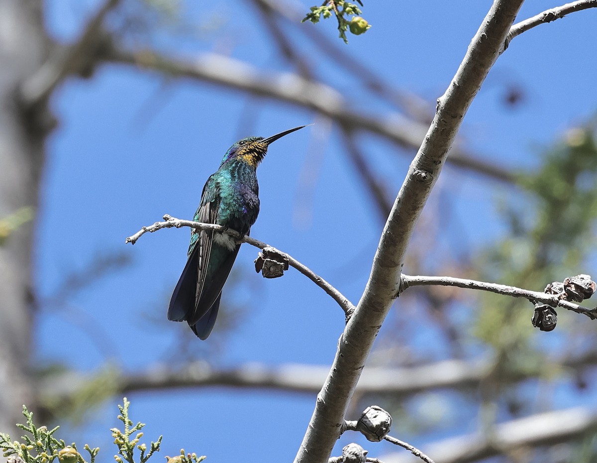 kolibřík modrolící - ML619020631