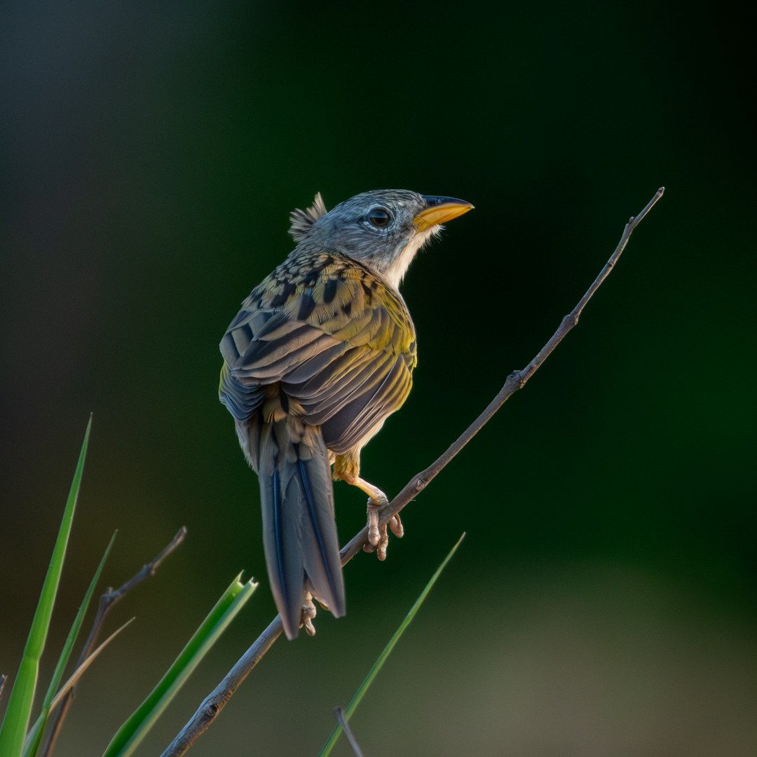 Wedge-tailed Grass-Finch - ML619020662