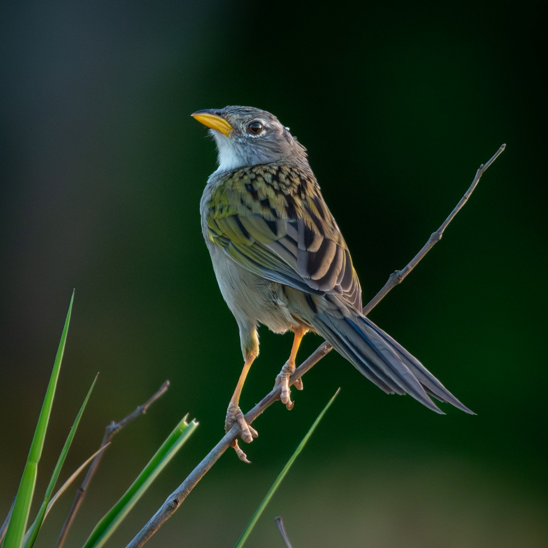 Wedge-tailed Grass-Finch - ML619020663
