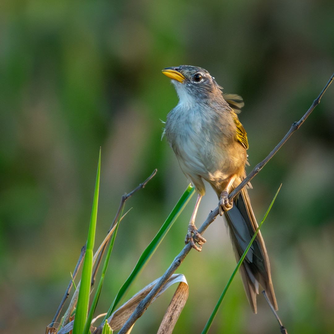 Wedge-tailed Grass-Finch - ML619020665
