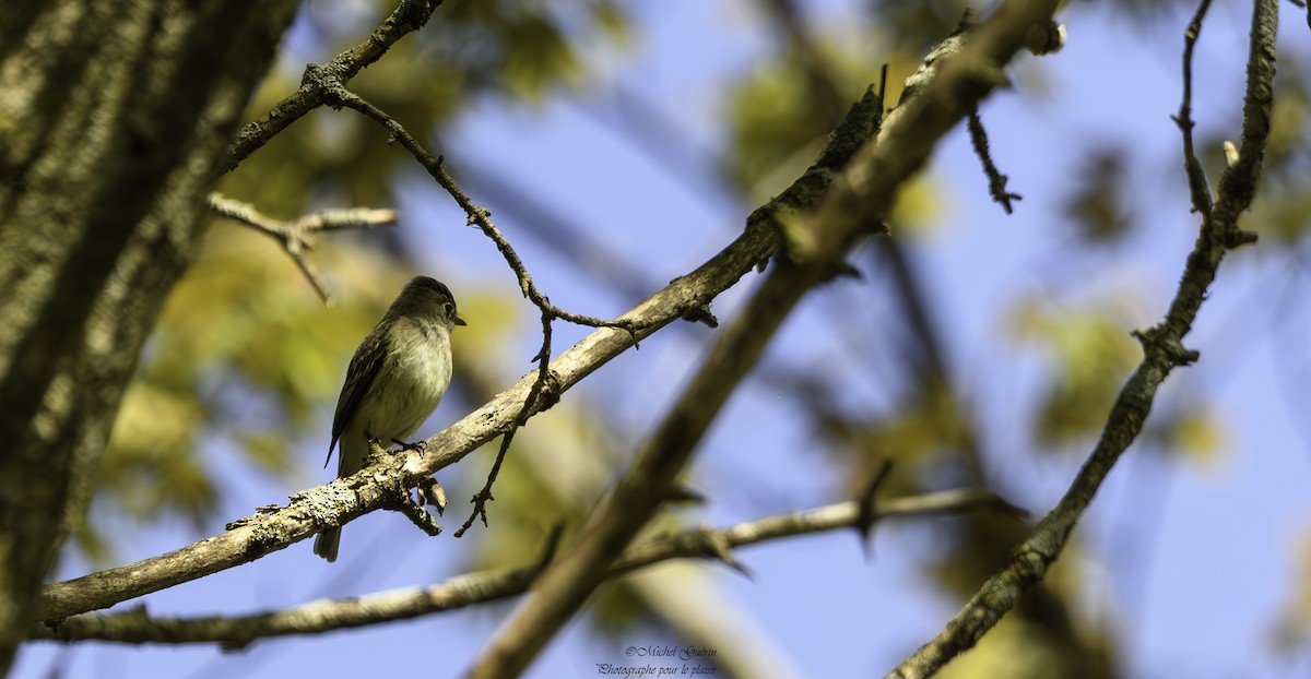Great Crested Flycatcher - Michel Guérin