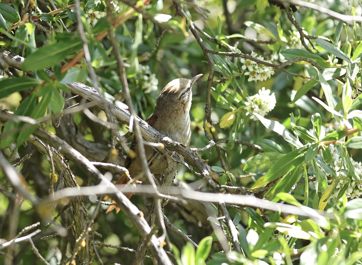 Creamy-crested Spinetail - ML619020686
