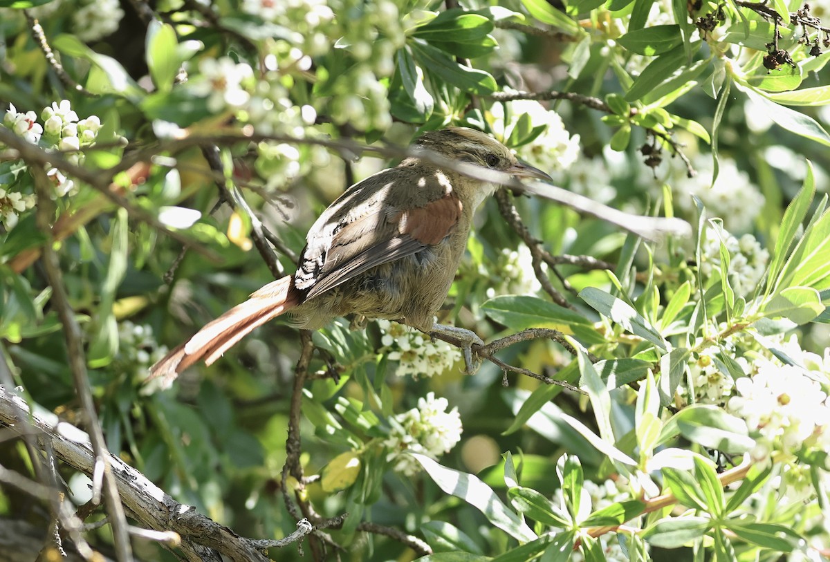 Creamy-crested Spinetail - ML619020713