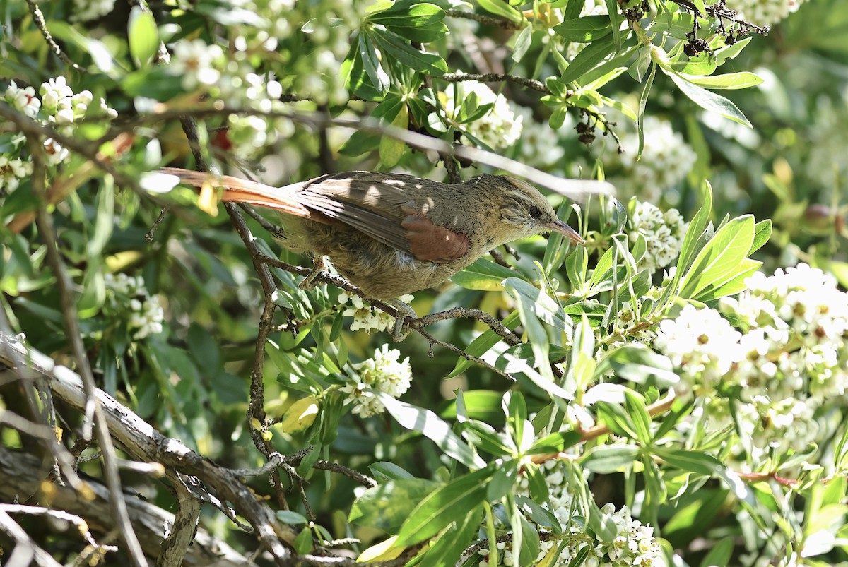 Creamy-crested Spinetail - ML619020717