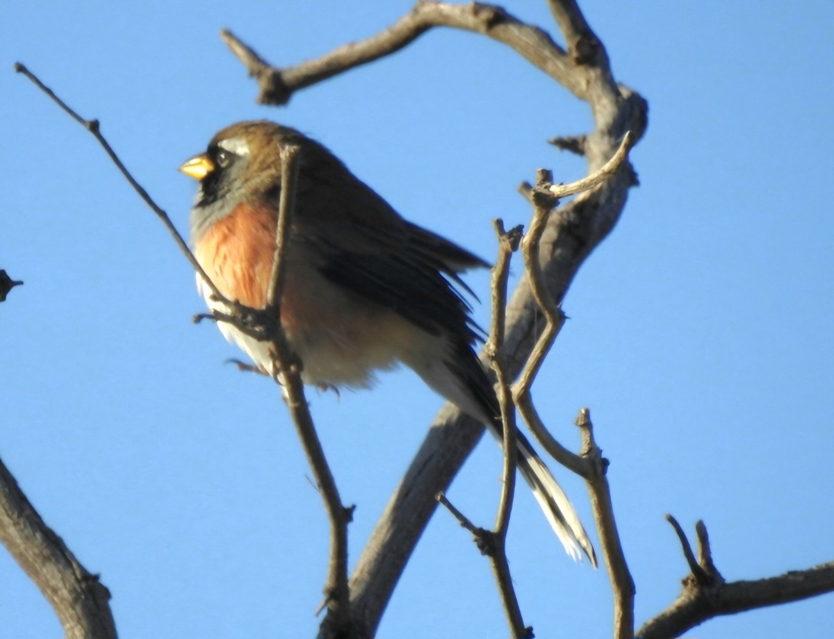 Many-colored Chaco Finch - ML619020735