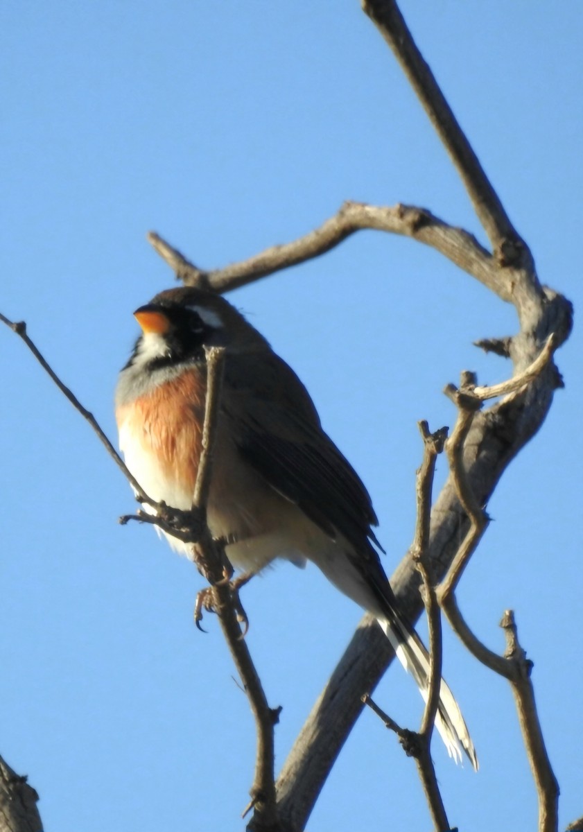 Many-colored Chaco Finch - ML619020736